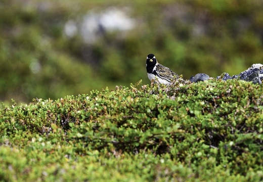 Bruant lapon mâle ou Plectrophane lapon, Calcarius lapponicus, Lapland Longspur