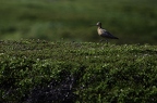 Barge rousse, Limosa lapponica, Bar-tailed Godwit