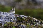 Bruant lapon femelle ou Plectrophane lapon, Calcarius lapponicus, Lapland Longspur