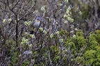 Gorgebleue à miroir, Luscinia svecica, Bluethroat