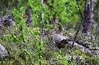 Grand Tétras femelle, Tetrao urogallus, Western Capercaillie