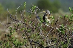 Grive litorne, Turdus pilaris, Fieldfare