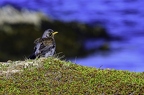 Grive litorne, Turdus pilaris, Fieldfare