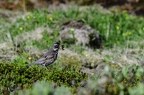 Grive mauvis, Turdus iliacus, Redwing