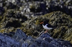 Huîtrier pie, Haematopus ostralegus, Eurasian Oystercatcher