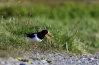 Huîtrier pie, Haematopus ostralegus, Eurasian Oystercatcher