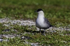 Labbe à longue queue, Stercorarius longicaudus, Long-tailed Jaeger