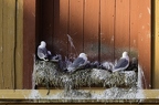 Mouette tridactyle, Rissa tridactyla, Black-legged Kittiwake