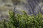 Pipit Farlouse, Anthus pratensis, Meadow Pipit