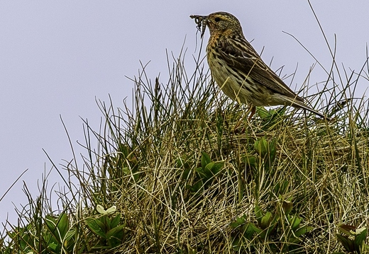 Pipit à gorge rousse, Anthus cervinus, Red-throated Pipit