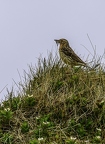 Pipit à gorge rousse, Anthus cervinus, Red-throated Pipit