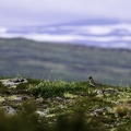 Pluvier doré, Pluvialis apricaria, European Golden Plover