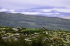 Pluvier doré, Pluvialis apricaria, European Golden Plover