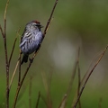 Sizerin flammé, Acanthis flammea, Common Redpoll