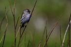 Sizerin flammé, Acanthis flammea, Common Redpoll