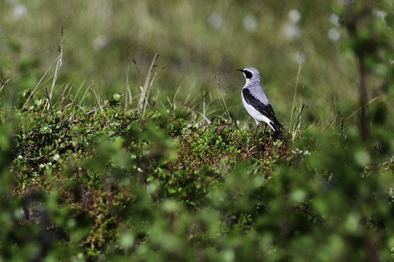 Traquet motteux
Oenanthe oenanthe Northern Wheatear TraquetMotteux_DSC1975_1141-Avec accentuation-Bruit.jpg