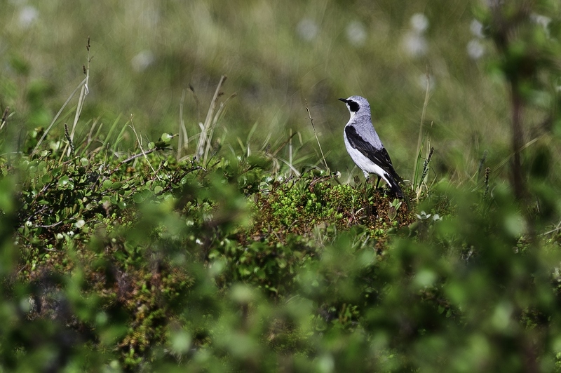 TraquetMotteux_DSC1975_1141-Avec accentuation-Bruit.jpg