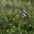 Traquet motteux, Oenanthe oenanthe, Northern Wheatear