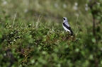 Traquet motteux, Oenanthe oenanthe, Northern Wheatear