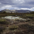 Dovrefjell