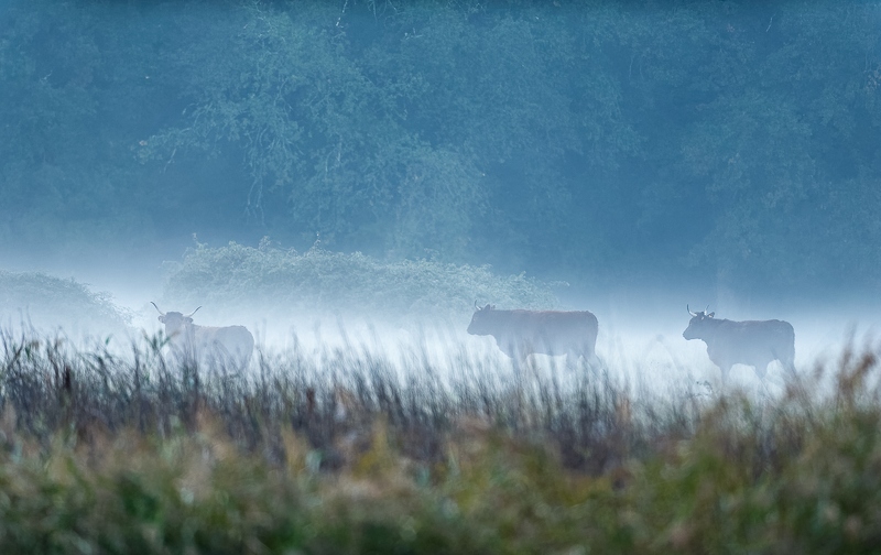 vache brouillard_11406_DxO-1.jpg