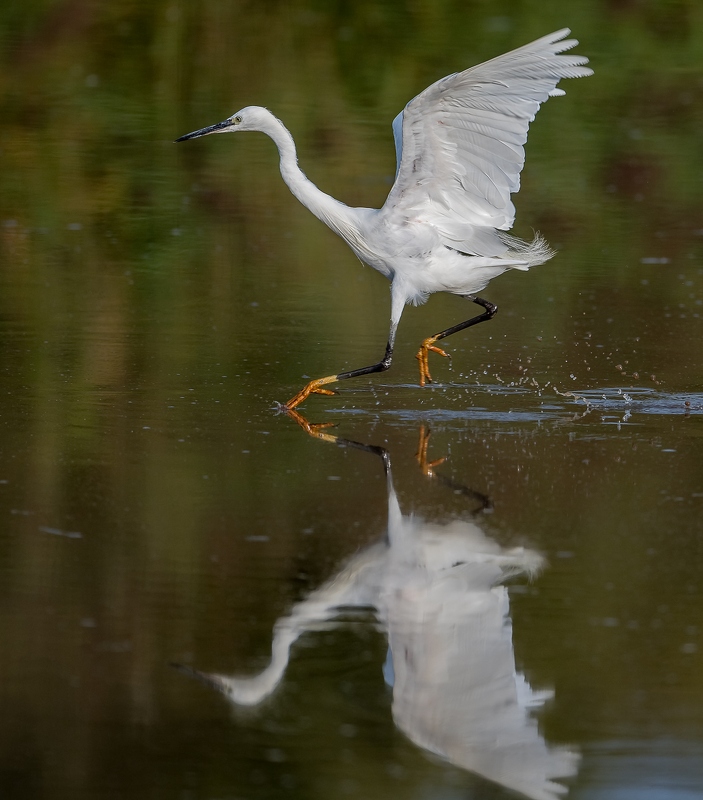 Aigrette garzette, Egretta garzetta, Little Egret _DSC5523_DxO_2.jpg